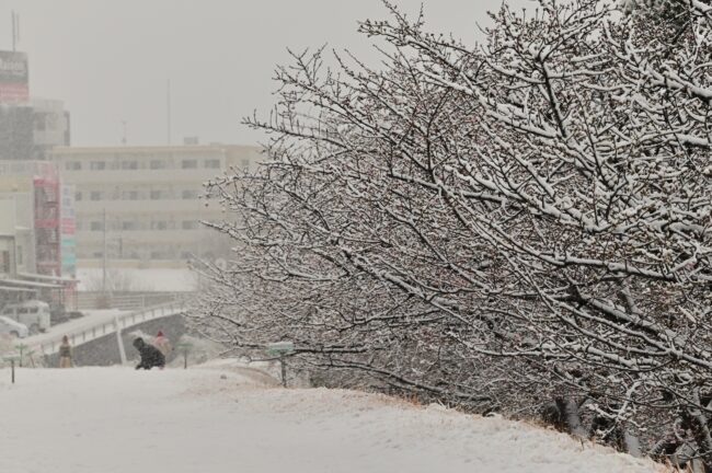 雪のカワヅザクラの写真