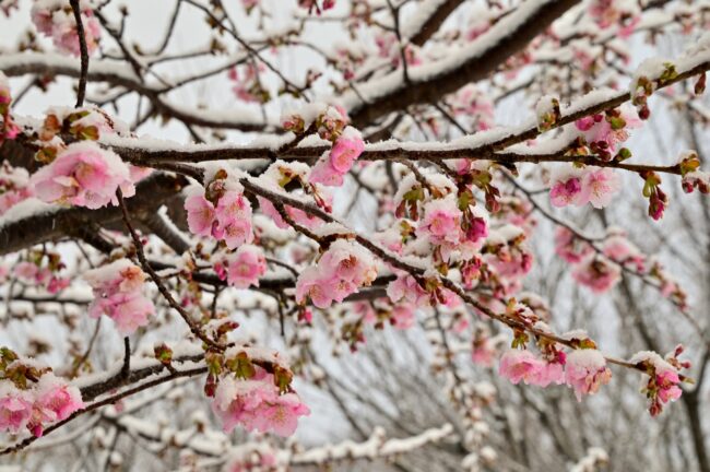 雪のカワヅザクラの写真