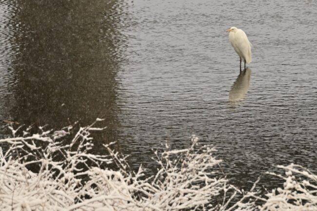 雪の小鮎川の写真