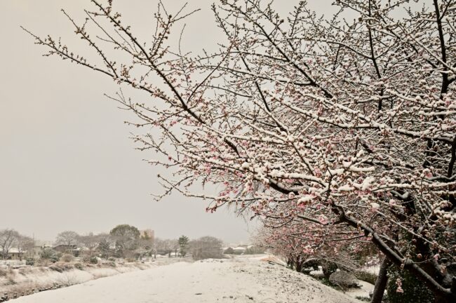 雪のカワヅザクラの写真