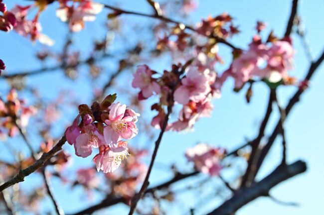 小鮎川土手のカワヅザクラの写真