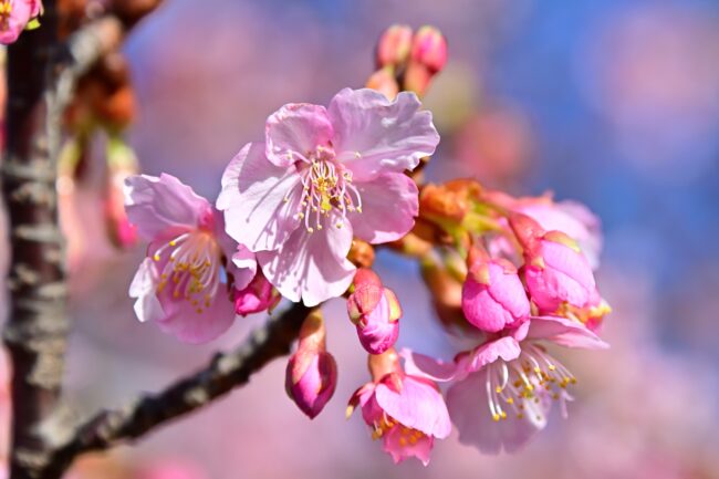 小鮎川土手のカワヅザクラの写真