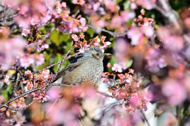 小鮎川土手のカワヅザクラの写真