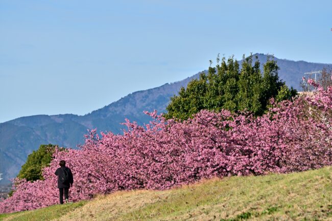 小鮎川土手のカワヅザクラの写真