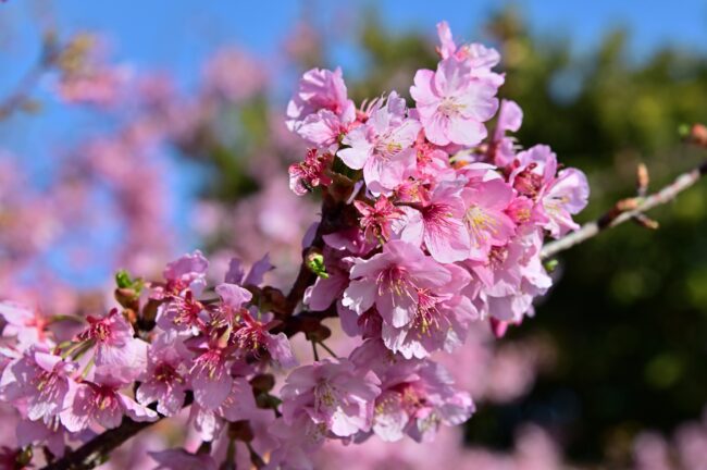 小鮎川土手のカワヅザクラの写真