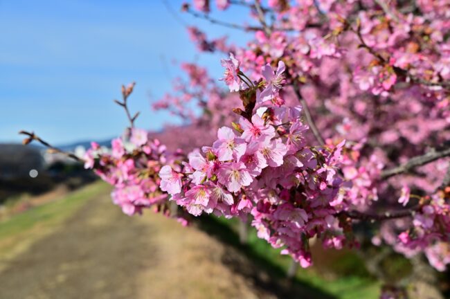 小鮎川土手のカワヅザクラの写真