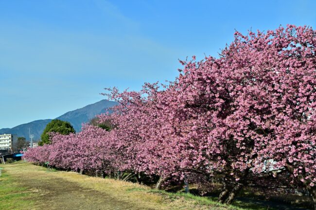 小鮎川土手のカワヅザクラの写真
