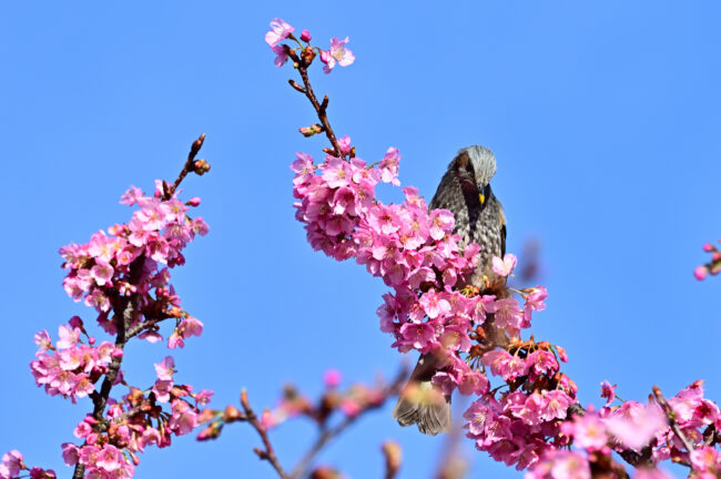 小鮎川土手のカワヅザクラの写真