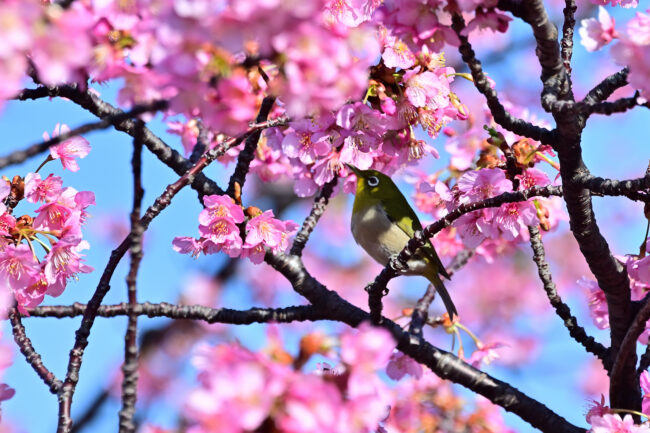 小鮎川土手のカワヅザクラの写真