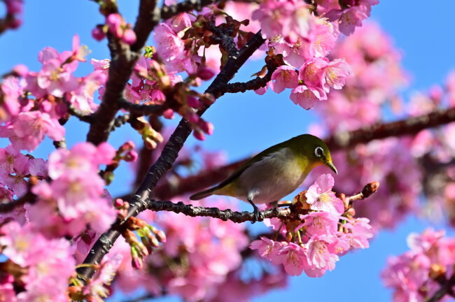 小鮎川土手のカワヅザクラの写真