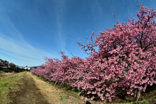 小鮎川土手のカワヅザクラの写真