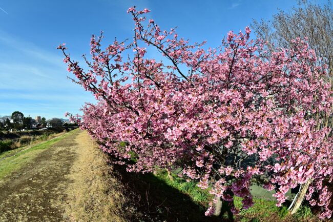 小鮎川土手のカワヅザクラの写真