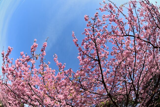 小鮎川土手のカワヅザクラの写真