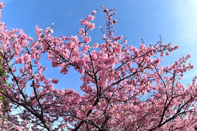 小鮎川土手のカワヅザクラの写真