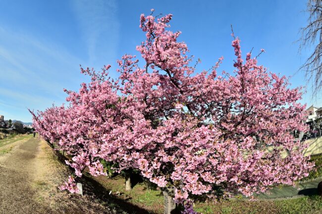 小鮎川土手のカワヅザクラの写真