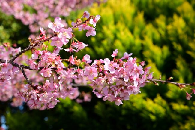 小鮎川土手のカワヅザクラの写真