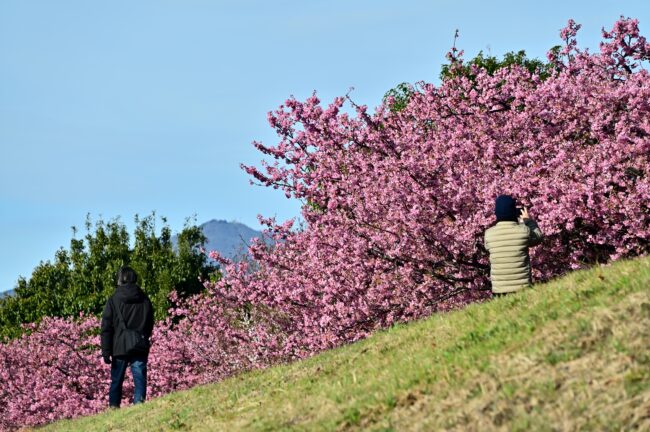 小鮎川土手のカワヅザクラの写真
