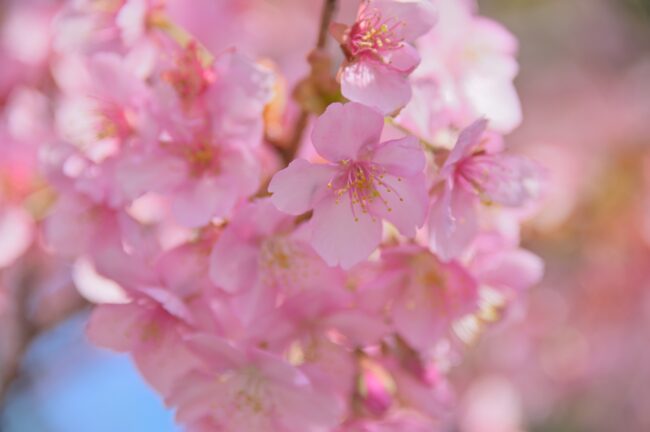 小鮎川土手のカワヅザクラの写真
