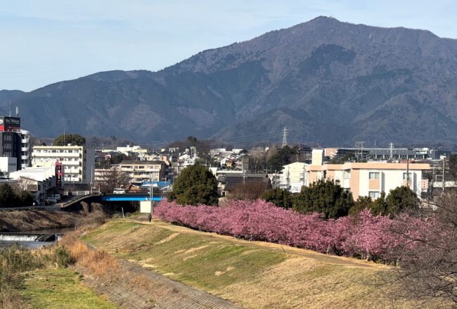 小鮎川土手のカワヅザクラの写真