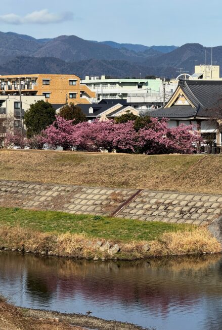 小鮎川土手のカワヅザクラの写真