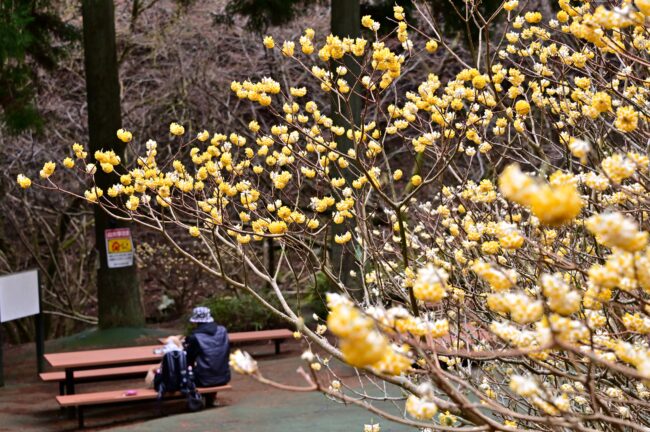 不動尻ミツマタ大群生地のミツマタの写真