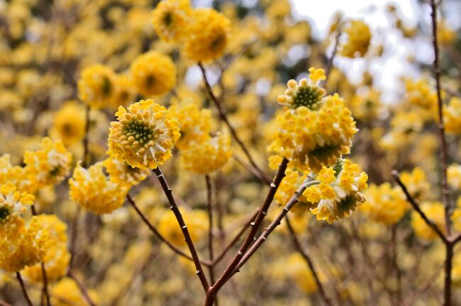 不動尻ミツマタ大群生地のミツマタの写真