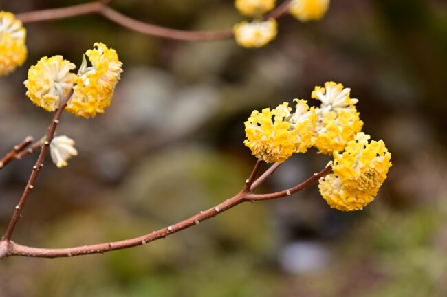 不動尻ミツマタ大群生地のミツマタの写真