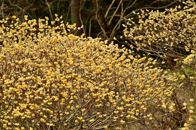 不動尻ミツマタ大群生地のミツマタの写真