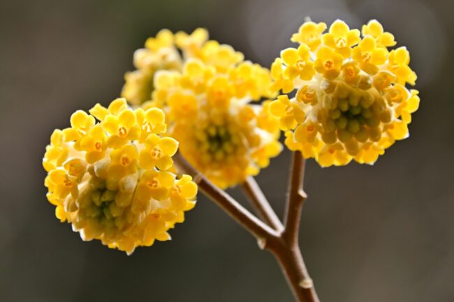 不動尻ミツマタ大群生地のミツマタの写真