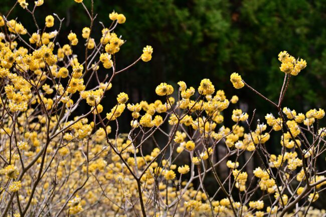 不動尻ミツマタ大群生地のミツマタの写真