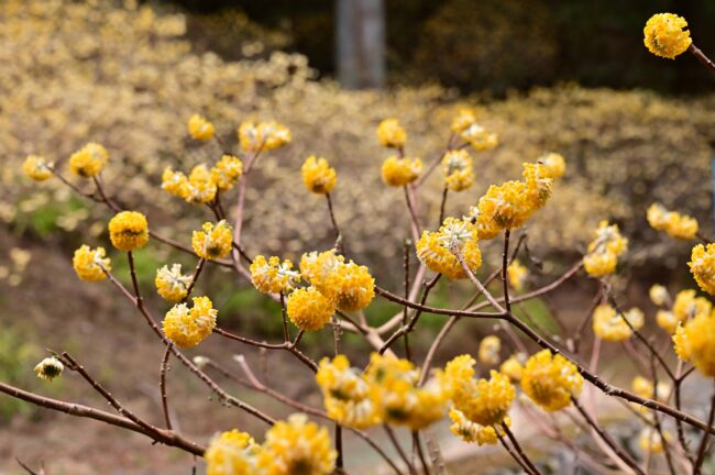 不動尻ミツマタ大群生地のミツマタの写真