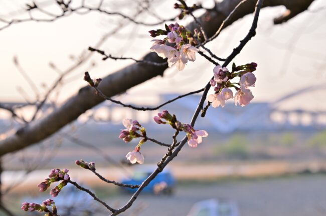 相模川三川合流点のサクラの写真