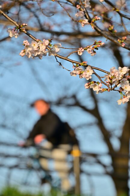 相模川三川合流点のサクラの写真