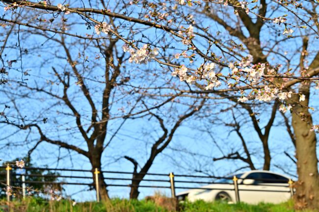 相模川三川合流点のサクラの写真