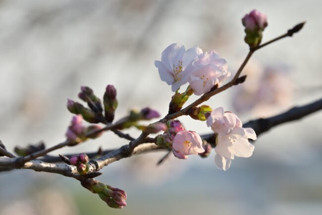 相模川三川合流点のサクラの写真