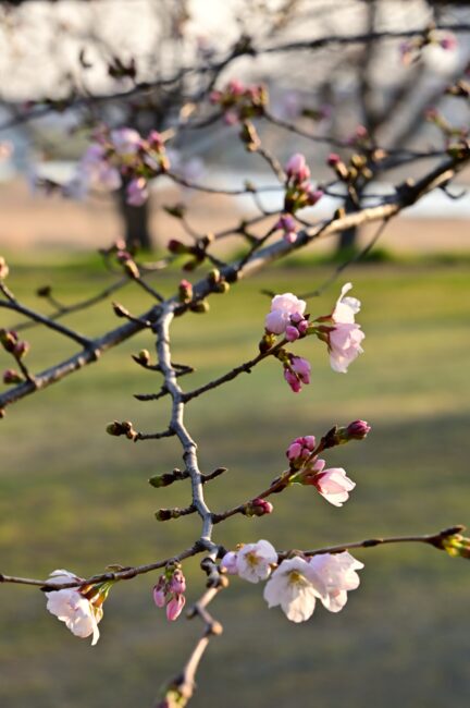 相模川三川合流点のサクラの写真