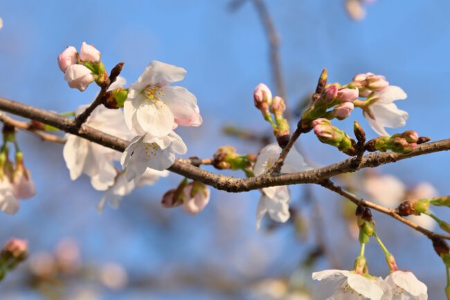 相模川三川合流点のサクラの写真