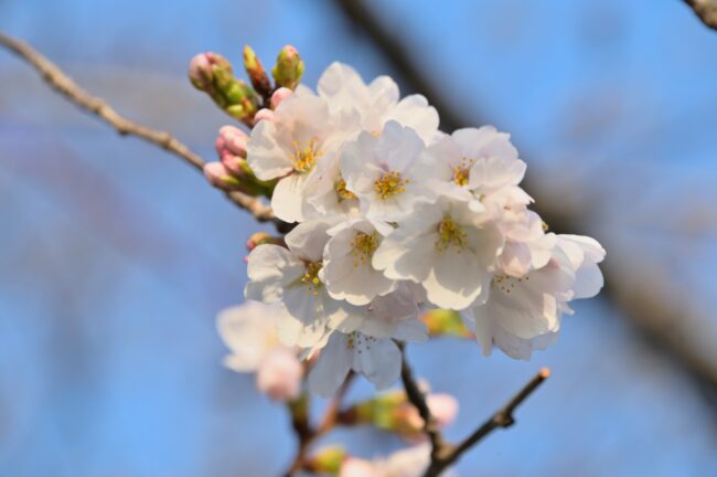 相模川三川合流点のサクラの写真