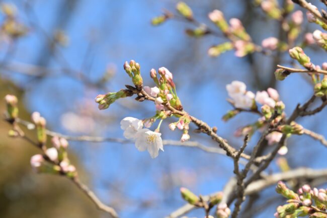 飯山白山森林公園のサクラの写真