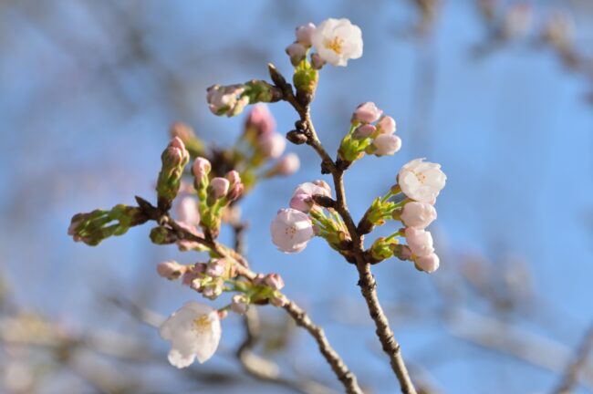 飯山白山森林公園のサクラの写真