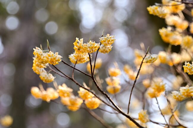 県立七沢森林公園のミツマタの写真