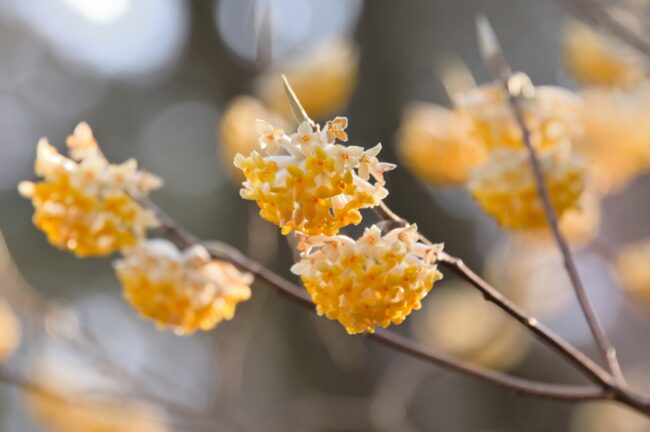 県立七沢森林公園のミツマタの写真