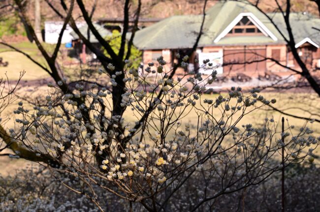 県立七沢森林公園のミツマタの写真
