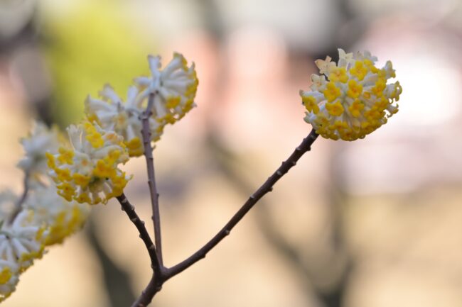 県立七沢森林公園のミツマタの写真