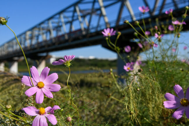 相模川のコスモスの写真
