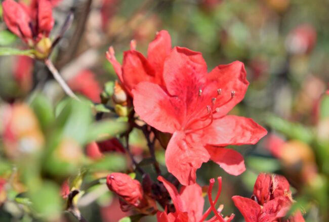 あつぎつつじの丘公園のキリシマツツジの写真