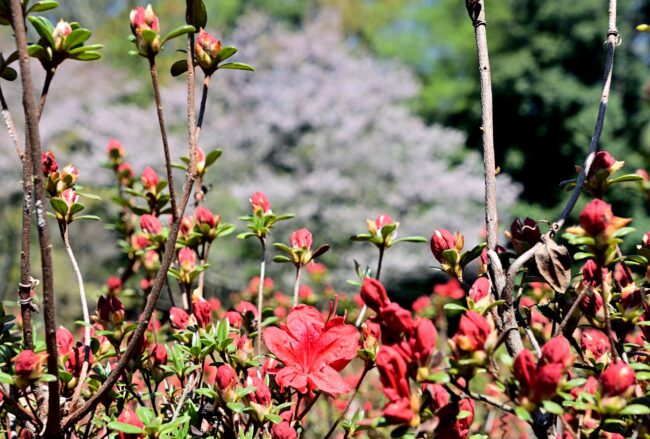 あつぎつつじの丘公園のキリシマツツジの写真