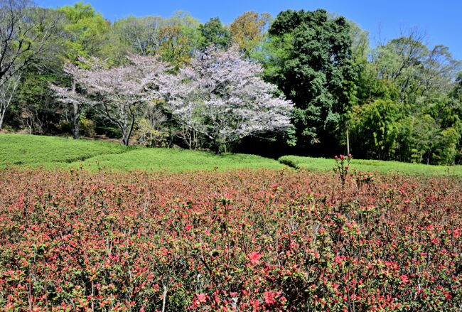 あつぎつつじの丘公園のキリシマツツジの写真