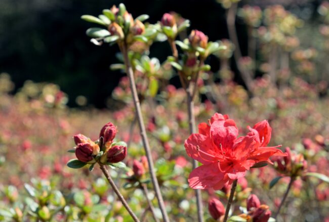 あつぎつつじの丘公園のキリシマツツジの写真