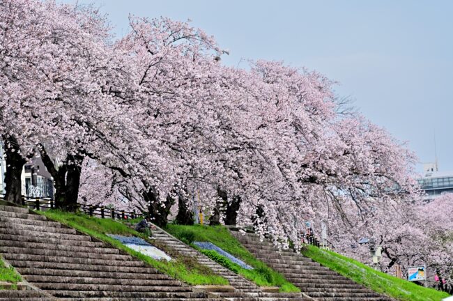 相模川三川合流点周辺のサクラの写真